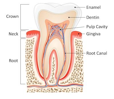 root canal therapy tooth demonstration